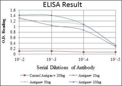 MMP-1 Antibody (6A5) - Azide and BSA Free, Novus Biologicals 0.1 mL; Unconjugated:Antibodies,